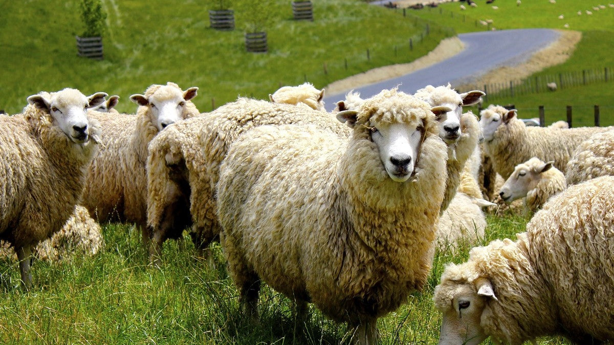 Die 6 unschlagbaren Eigenschaften von Merinowolle!