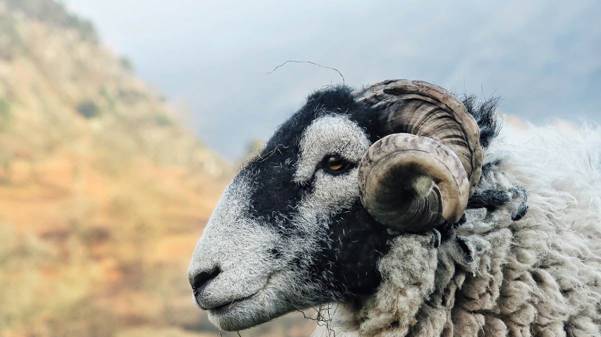Warum kratzt Merinowolle eigentlich nicht?