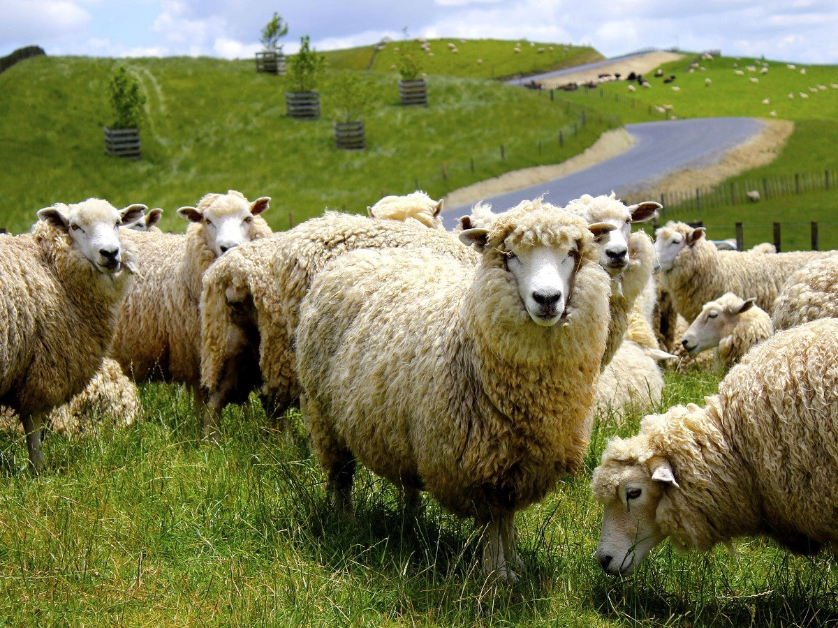 Die 6 unschlagbaren Eigenschaften von Merinowolle!