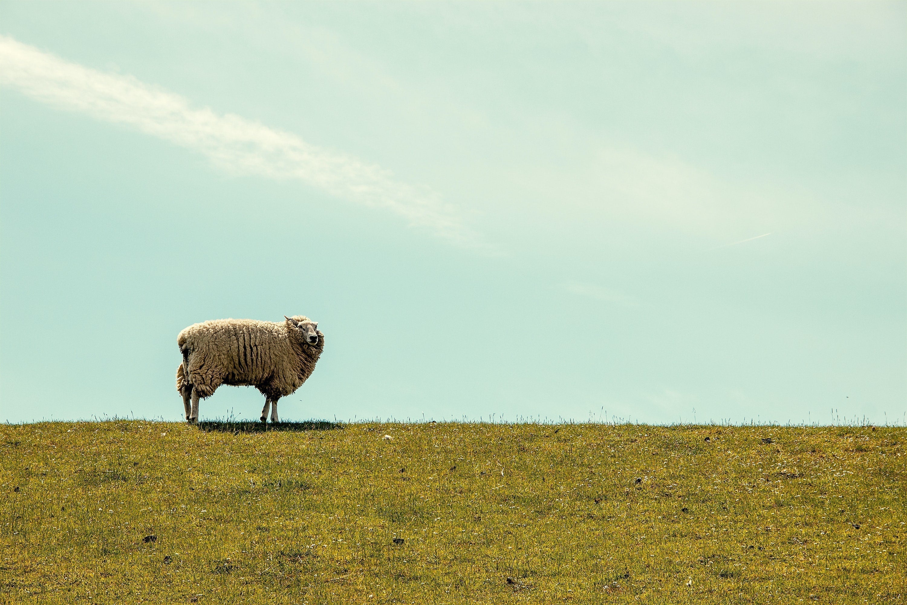 Wissenswertes rund um Merino
