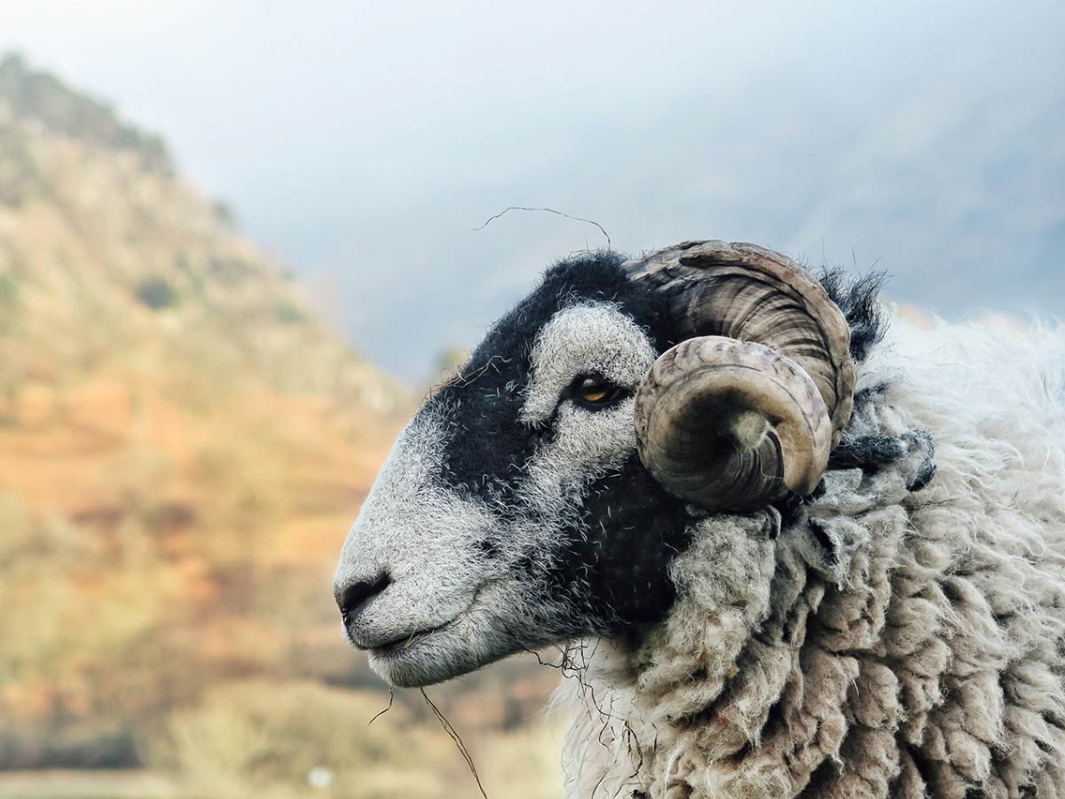 Warum kratzt Merinowolle eigentlich nicht?